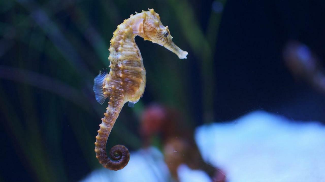 L'Hippocampe Διαμέρισμα Σετ Εξωτερικό φωτογραφία
